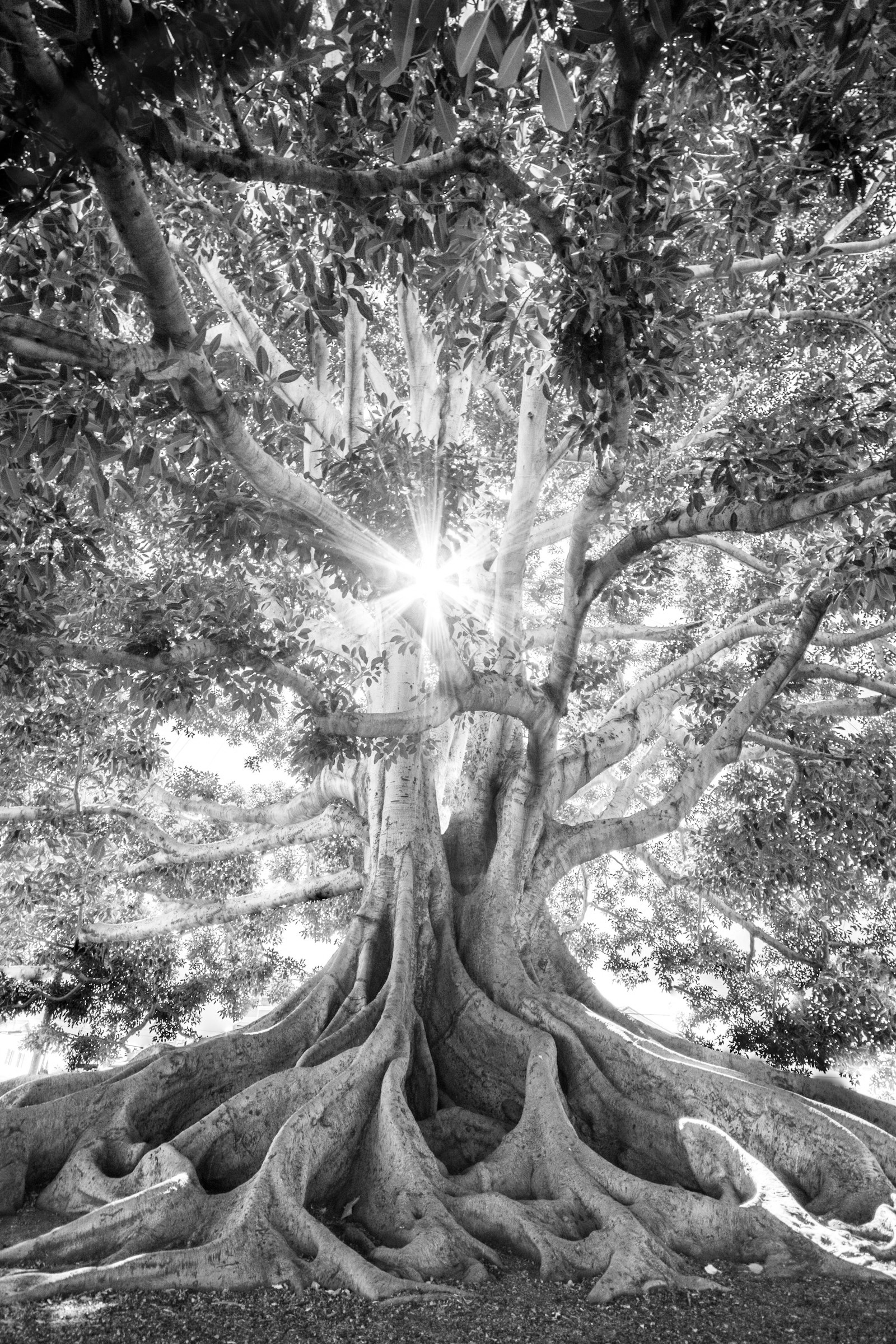 A broad fig tree with sprawling exposed roots, sunlight breaking through its canopy